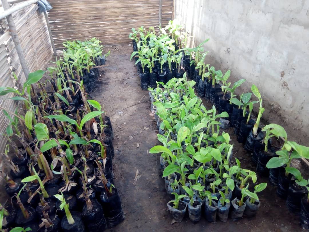 avlanto-benin-banane-plantain-2