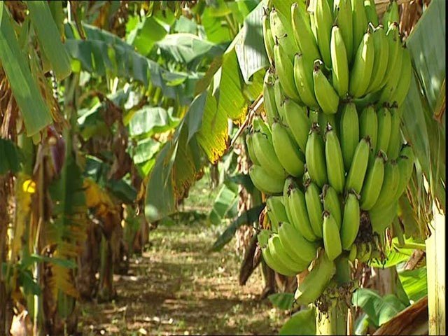 b2ap3_large_production-annuelle640